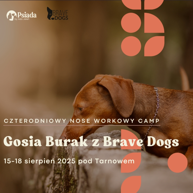 Nose Work Camp z Gosią Burak
